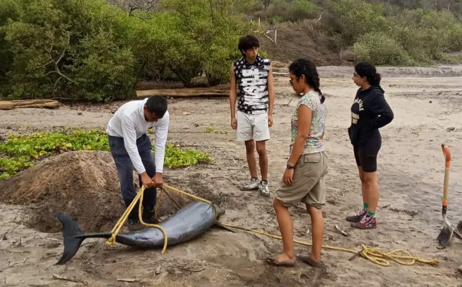 delfin-portada