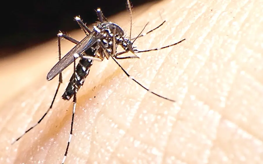 dengue-oaxaca