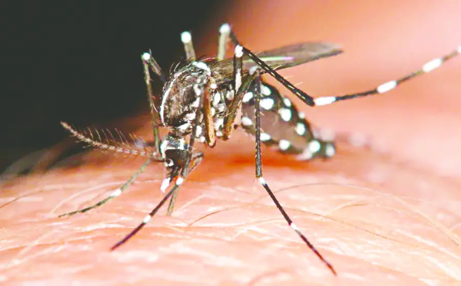 dengue-oaxaca