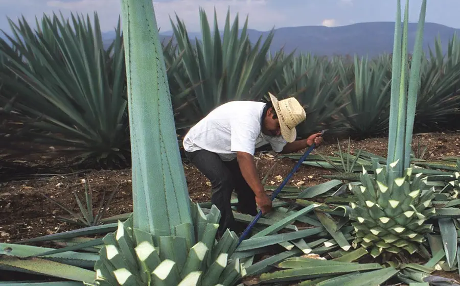 productores_listos_feria_del_mezcal