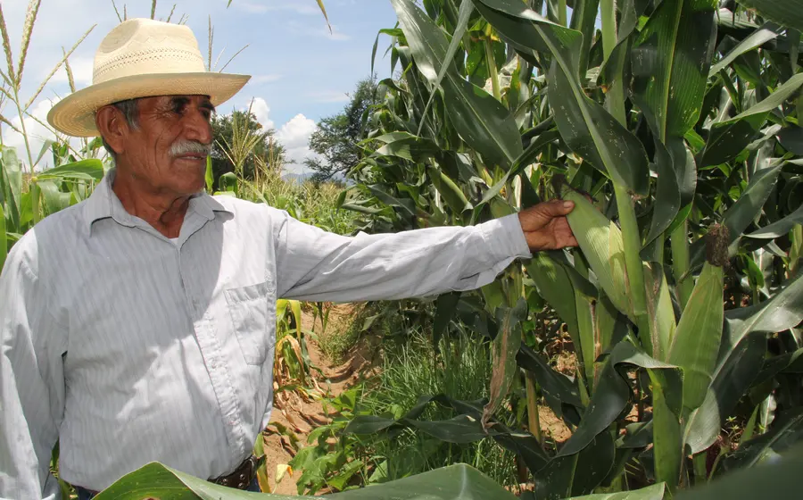 invernaderos-campo-maiz-oaxaca