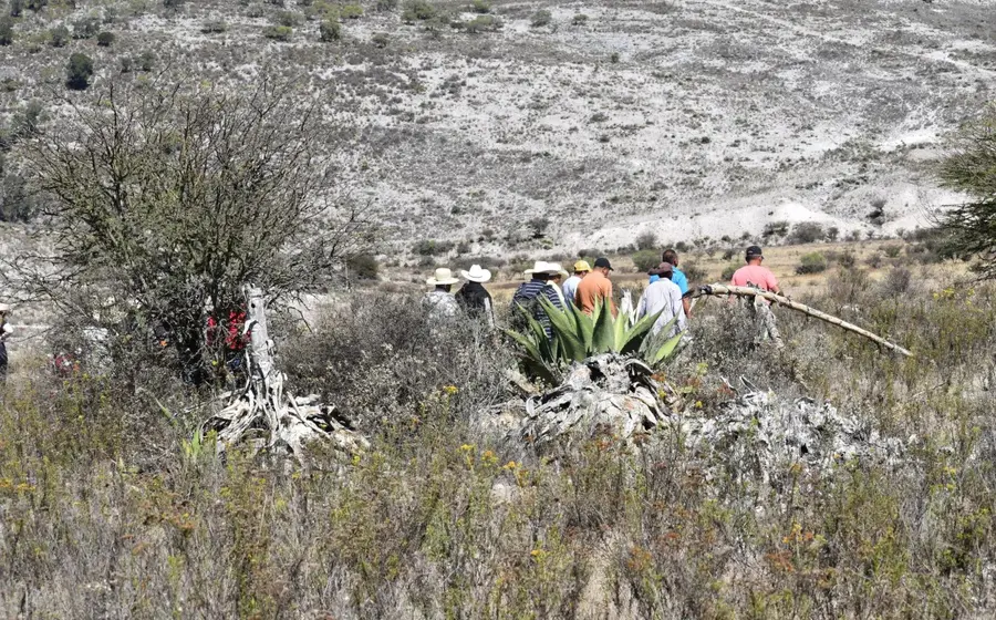 reforestarán_megatequio_suelos_nacion_chocho_mixteca