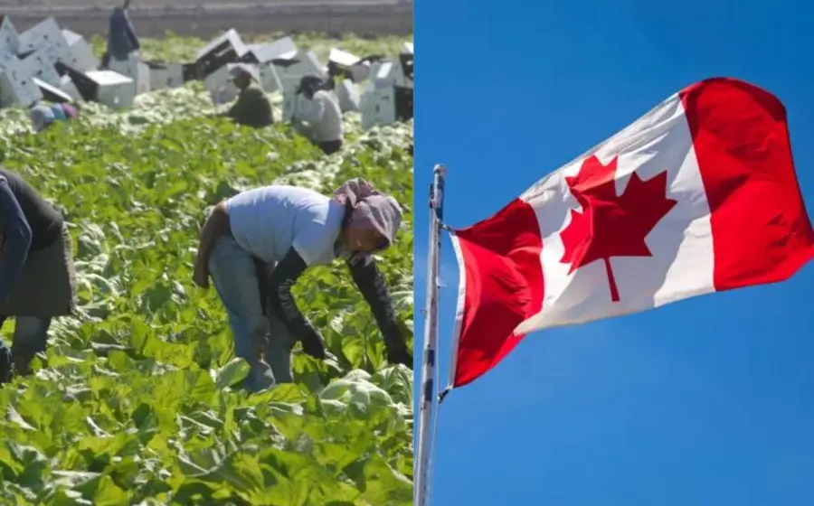 alertan_riesgos_laborales_migrantes_canada