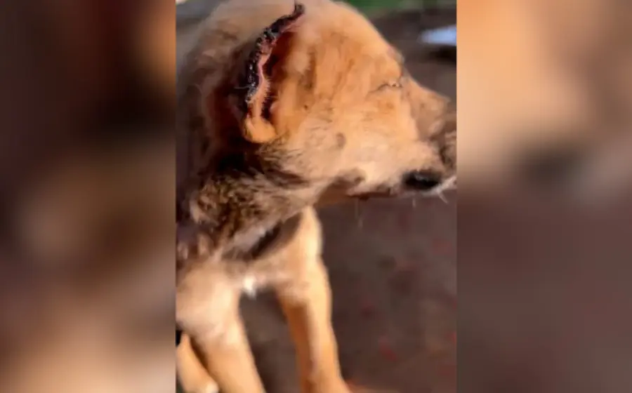 perro-portada