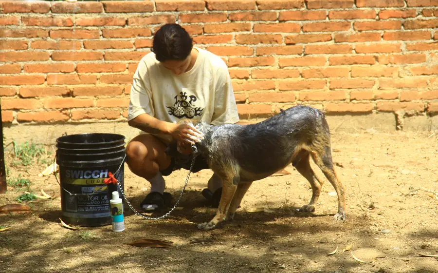 perra_vida_rescatan_canes_maltratados_oaxaca