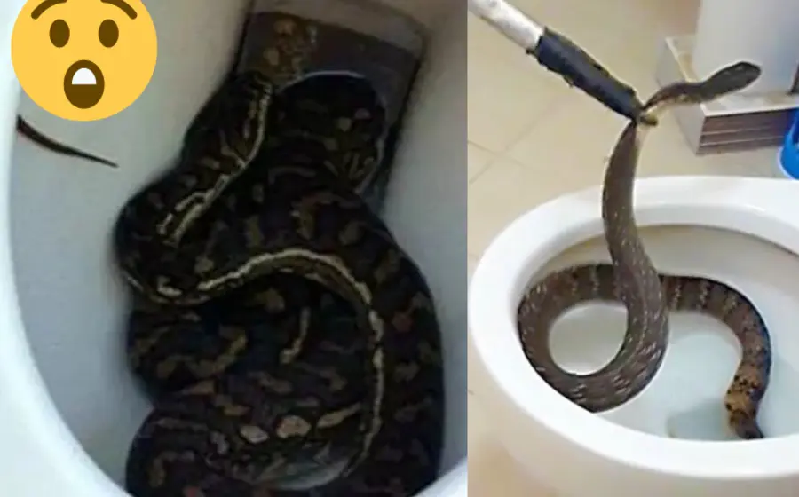 personas_temen_hallar_serpientes_baño