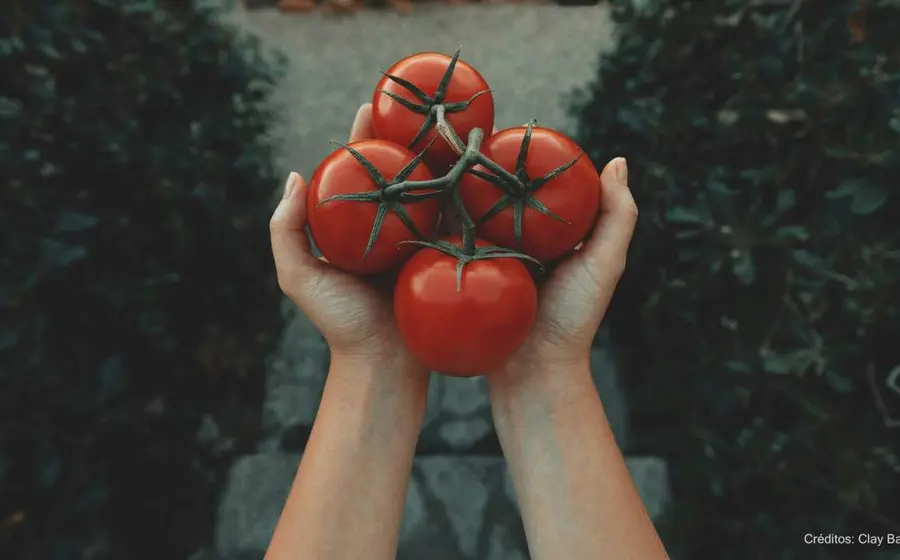 tomate-portada