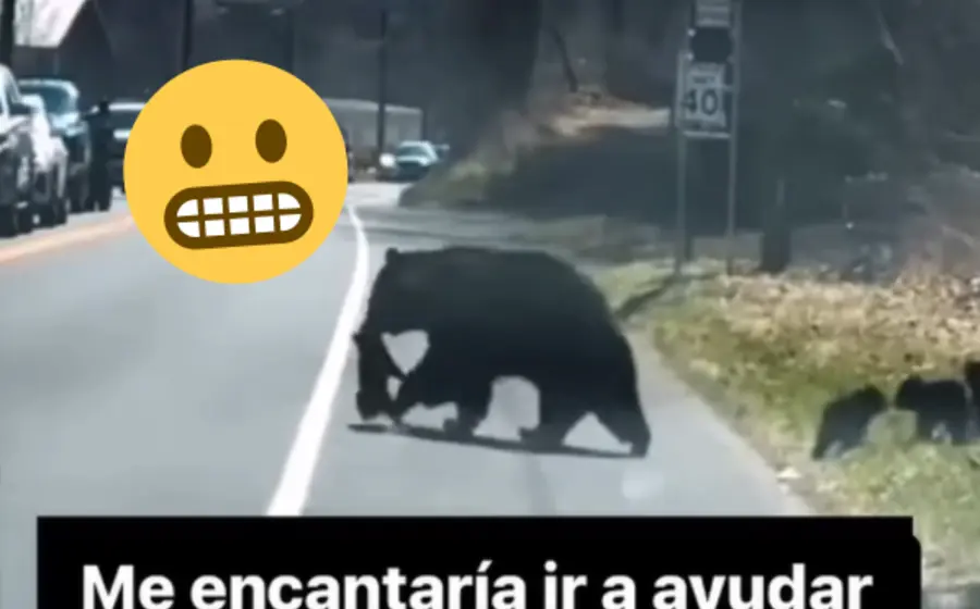Oso-portada
