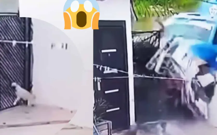 lomito_presiente_accidente_huye