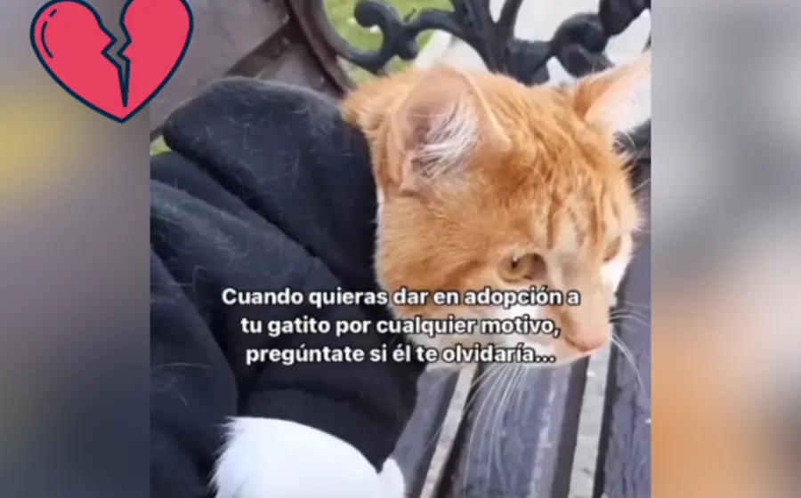 adopción-portada