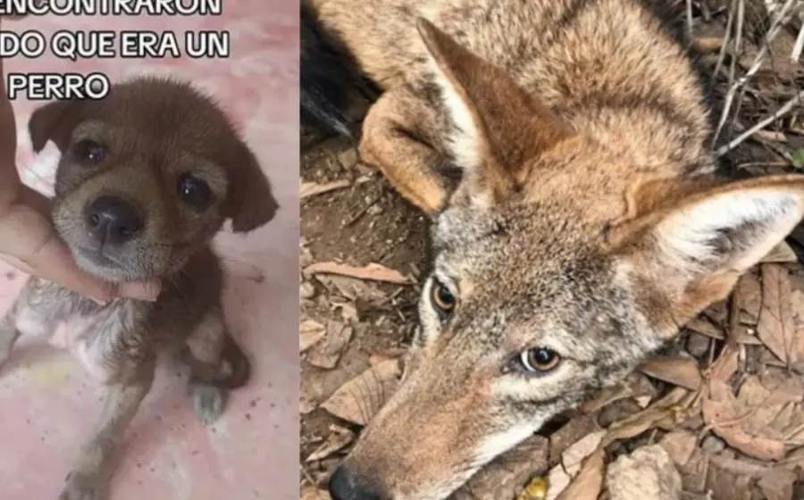 cachorro_adoptado_crece_era_coyote