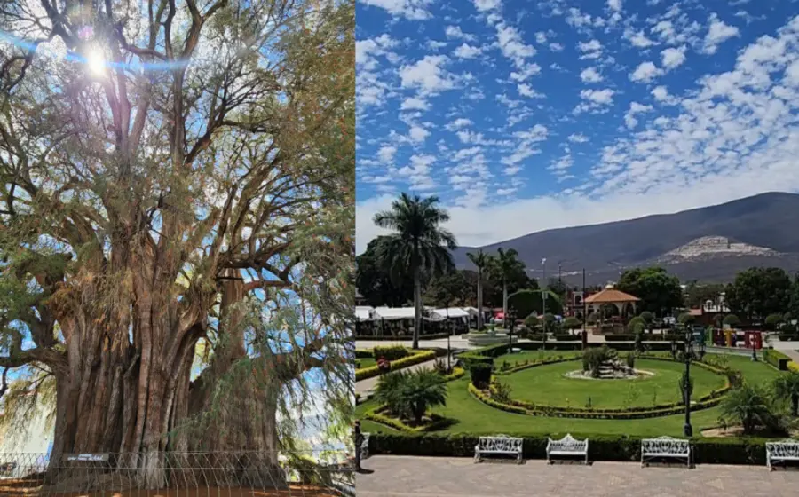 arbol_santa_maria_del_tule