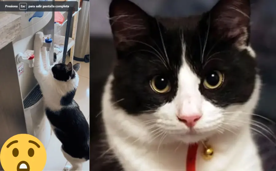 gato_usa_dispensador_de_agua