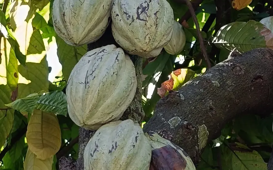 cacao-oaxaca