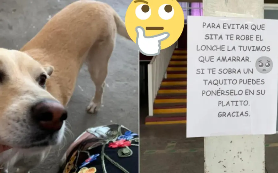 alertan_lomito_roba_desayunos_escuela