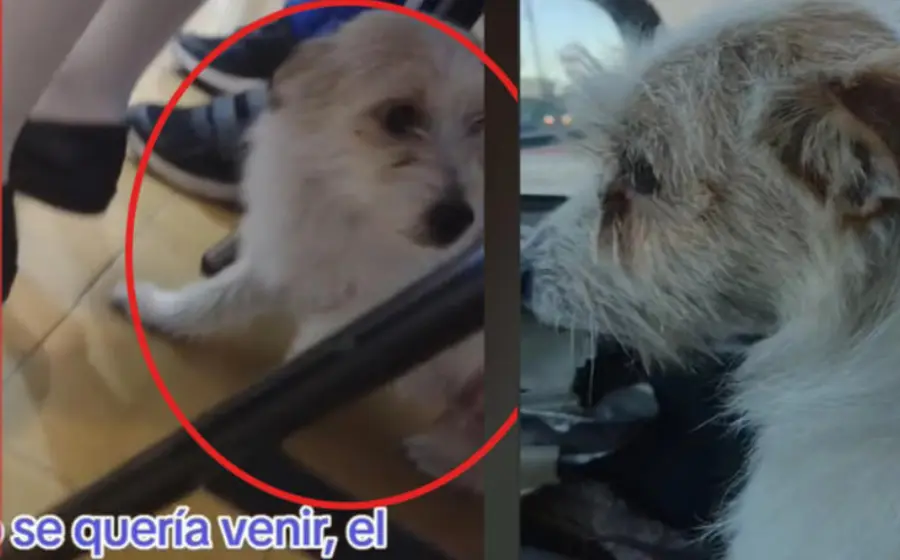 perrito_va_escuela_con_su_humano