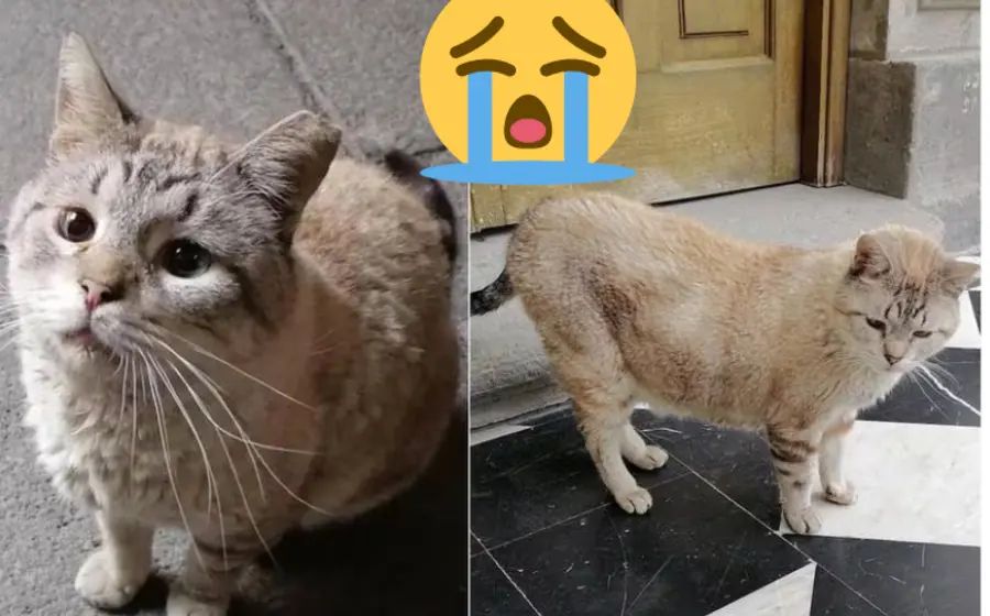 gatito_zeus_fallece_palacio_nacional
