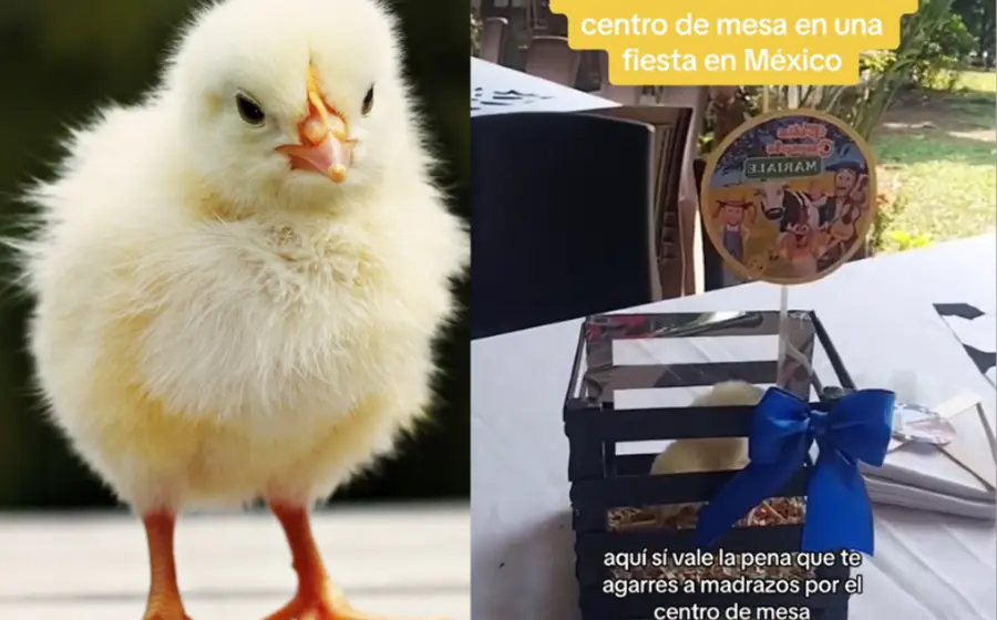 pollitos_usados_centros_mesa_fiesta
