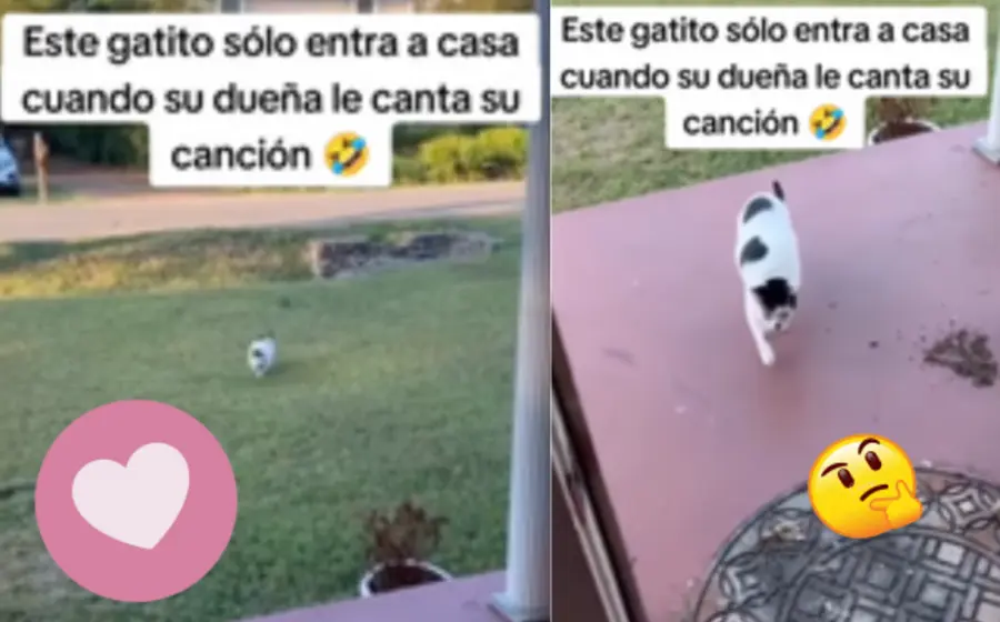 gato-austriaco-portada