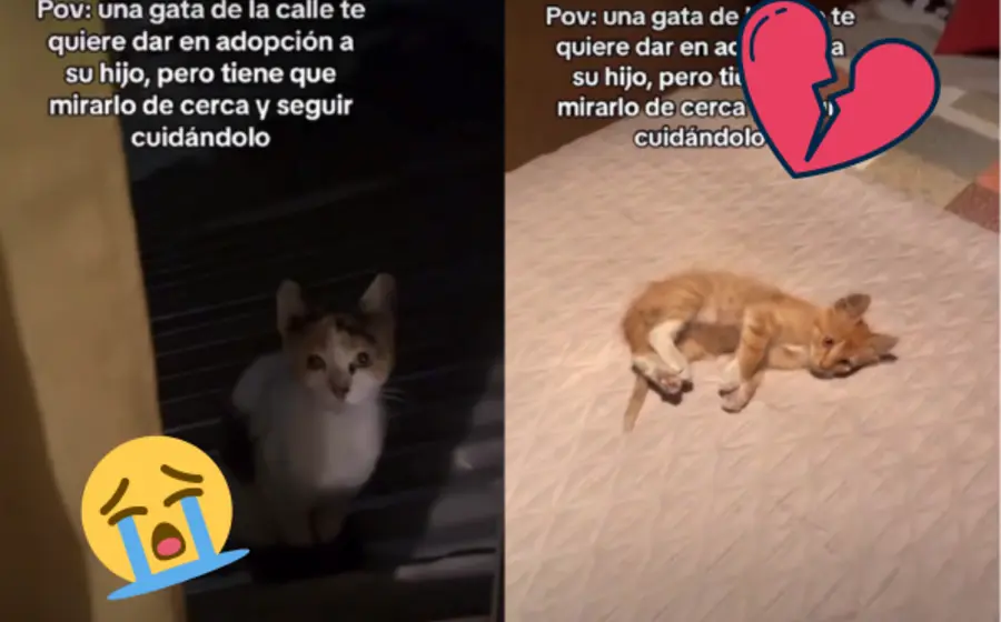gato-mandarino-portada