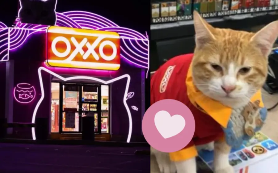 gato-oxxo-portada