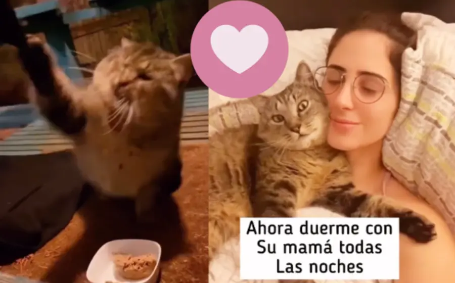 gato-portada