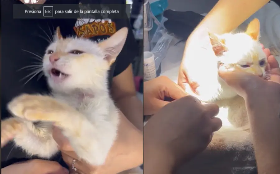 gatito_intoxicado_recibe_tratamiento