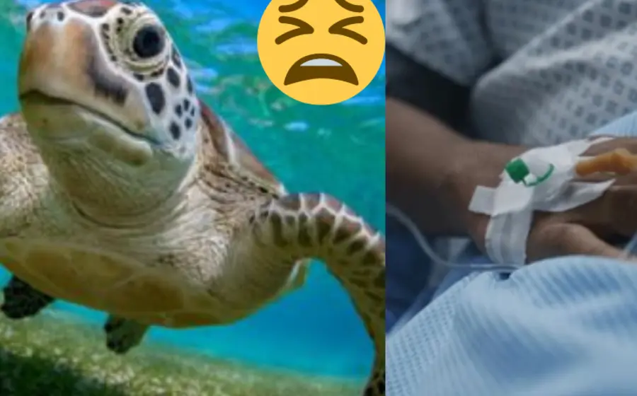 mueren_niños_comen_carne_tortuga