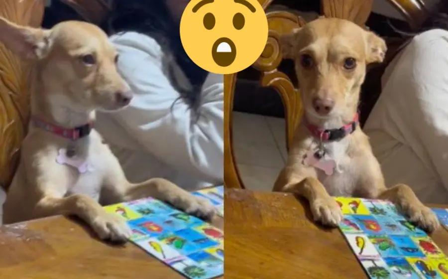 perrita_enojada_va_perdiendo_loteria