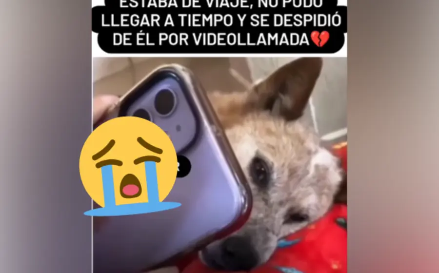 perro-despedido-portada