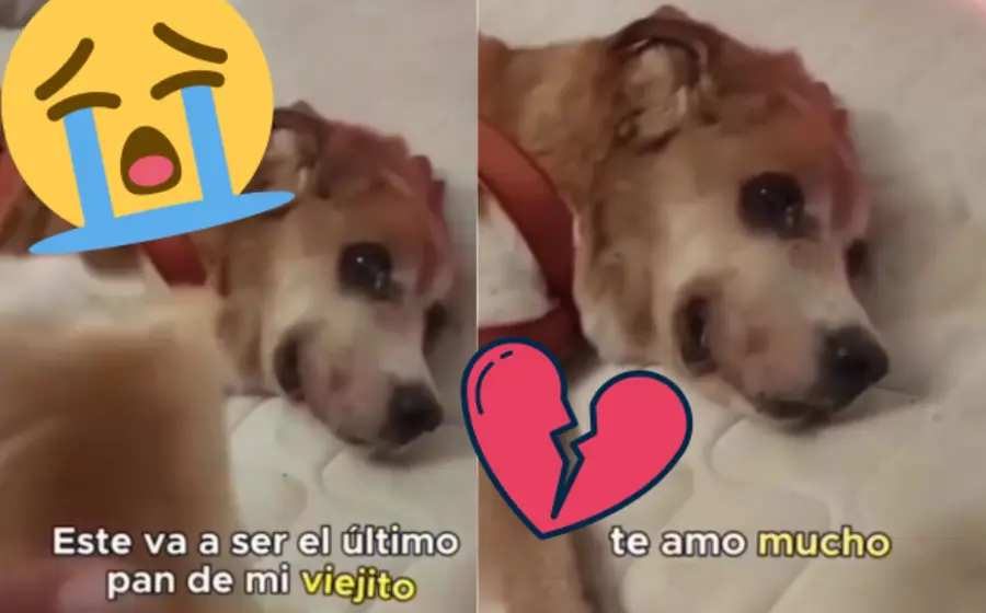 perro-dormido-portada