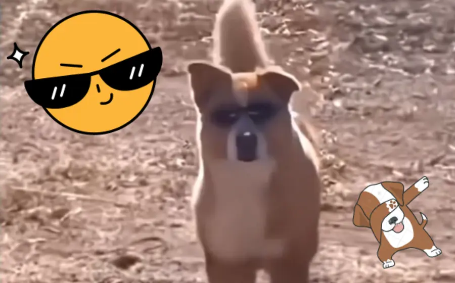perro-lentes-portada
