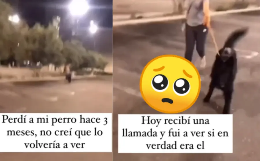 perro-perdido-portada