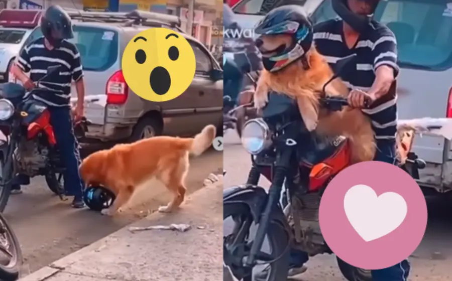 perro-portada