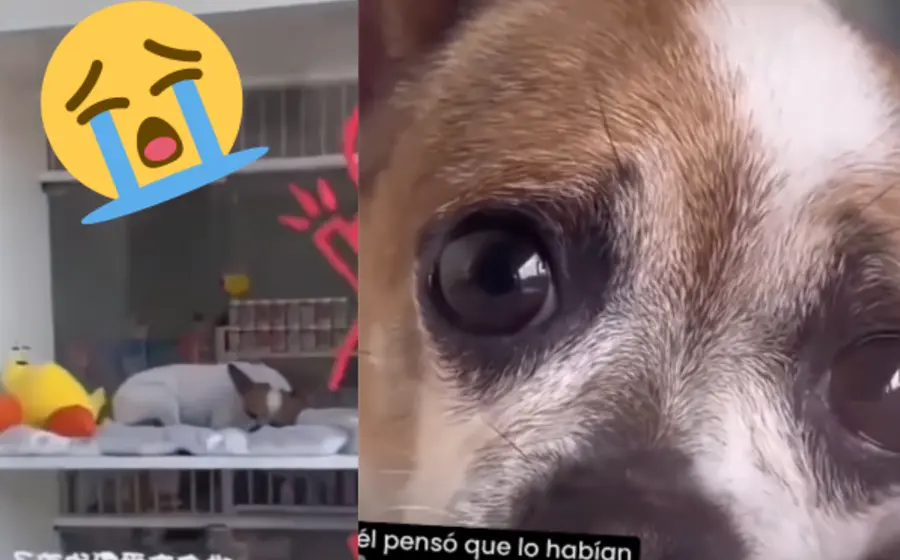 perro-regresado-portada