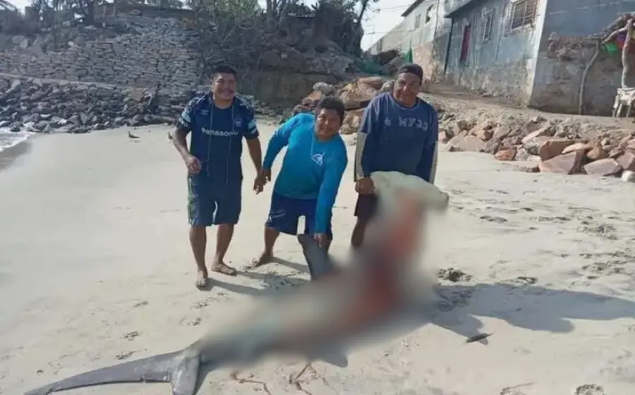 tiburones-ventosa-portda