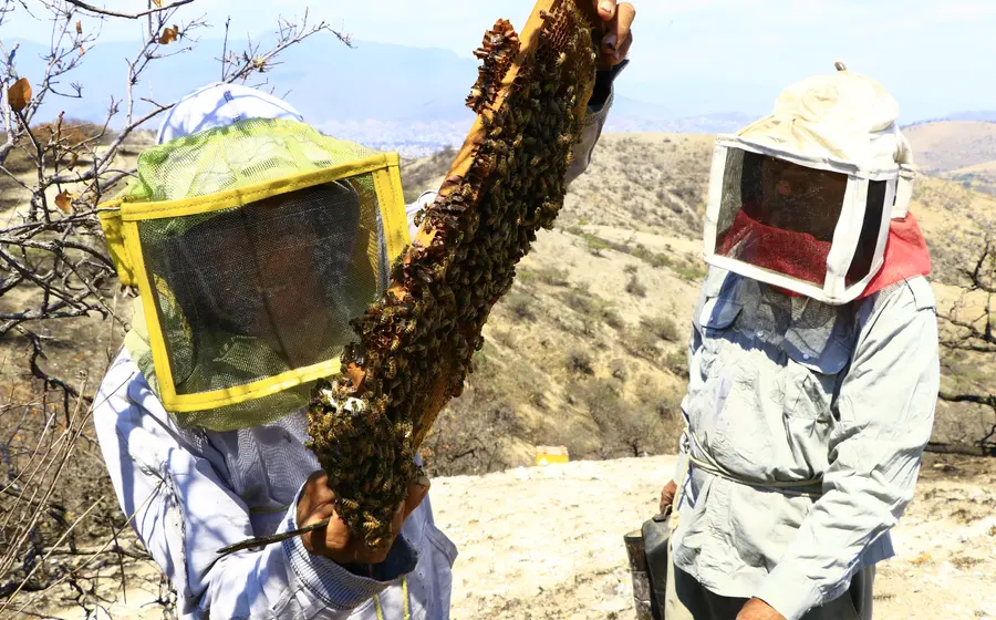 abeja-portada