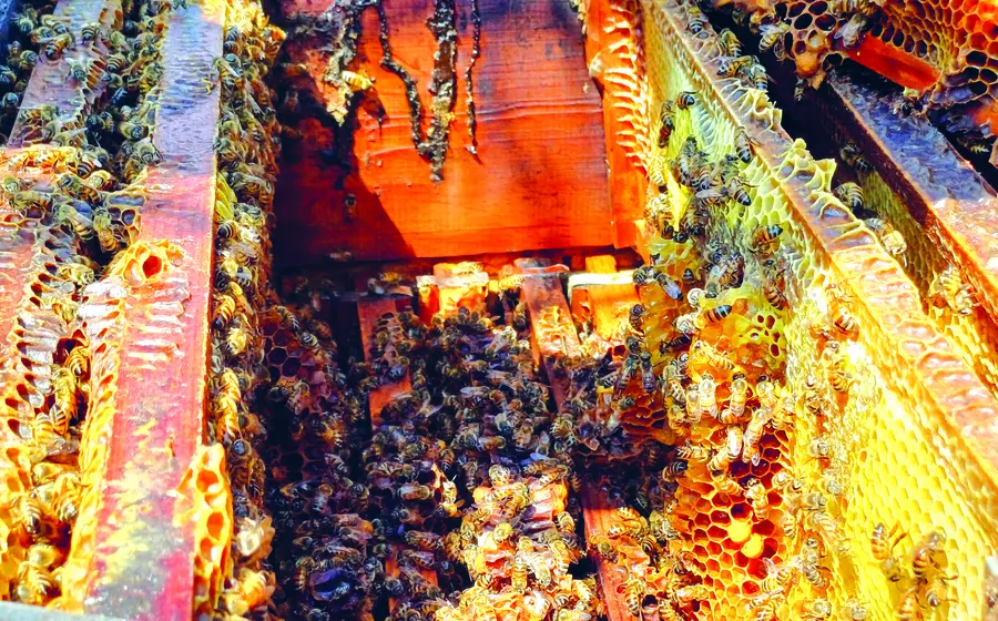 abejas-portada