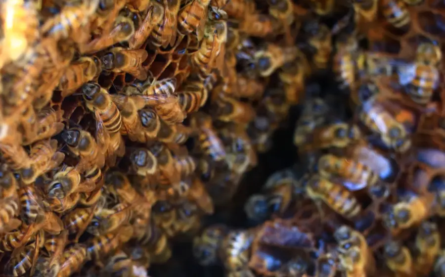 abejas-portada