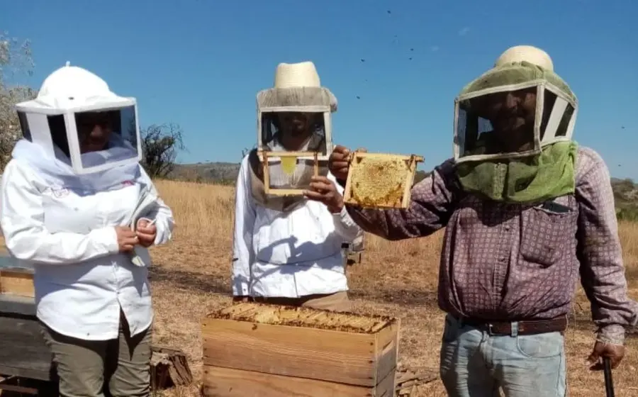abejas-portada