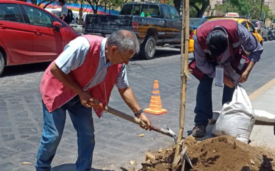 arbol-portada