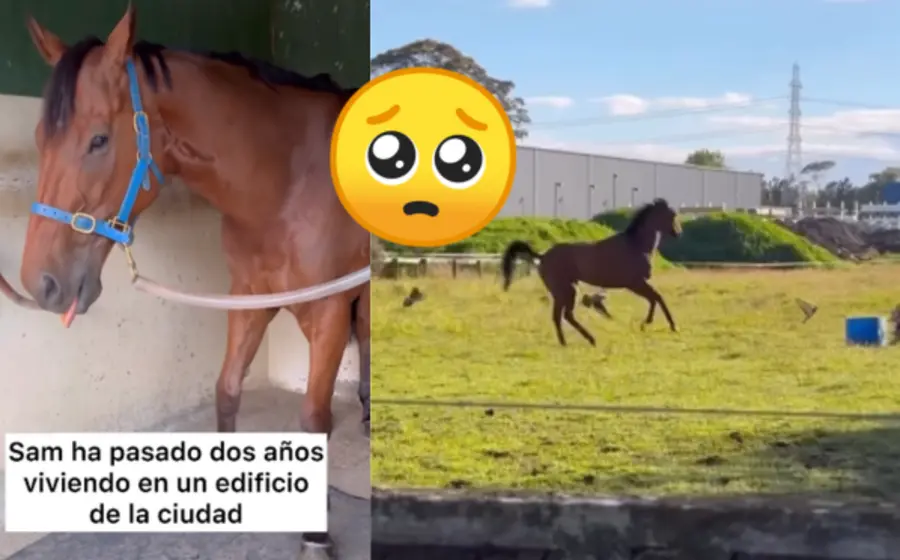 caballo-portada
