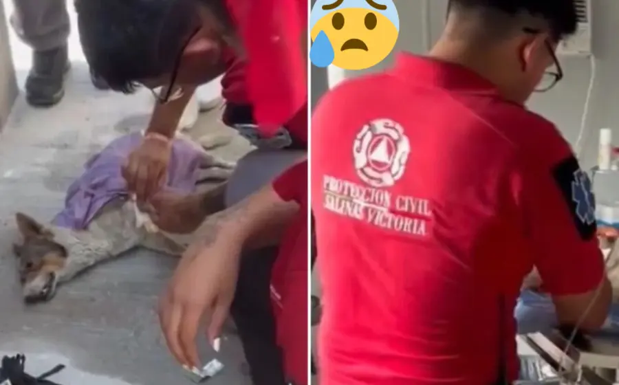 perrito_desvanece_golpe_de_calor