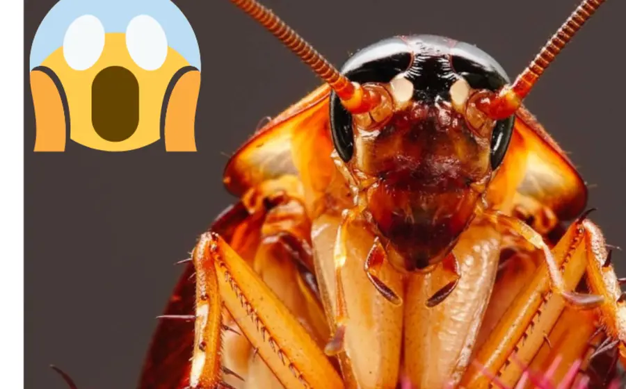 super_cucaracha_voladora_alemana