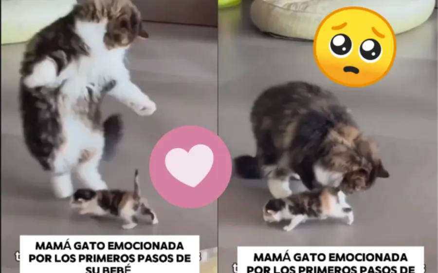 gato-bebé-portada