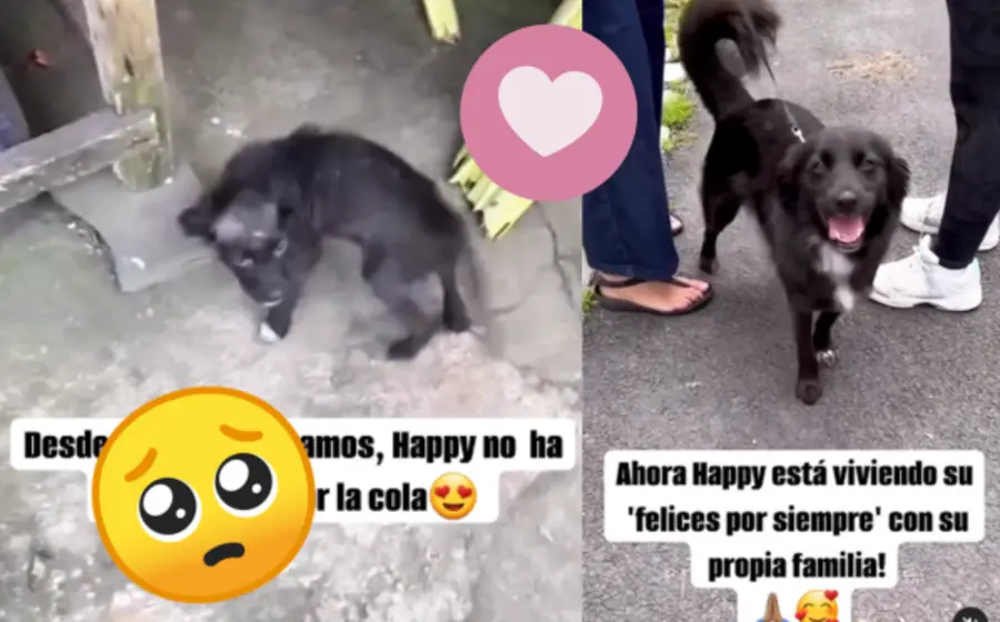 happy-portada