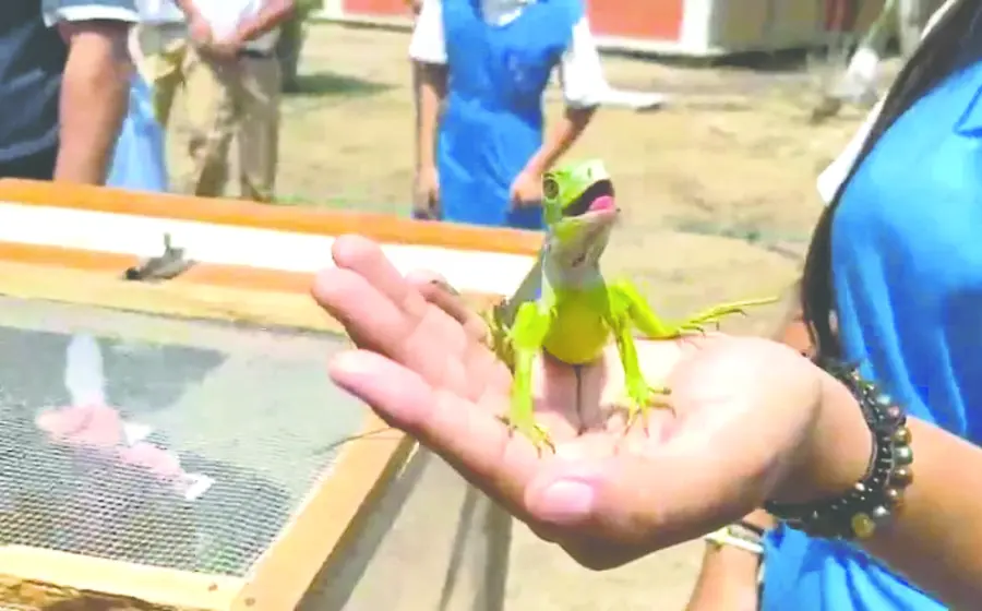 iguana-portada