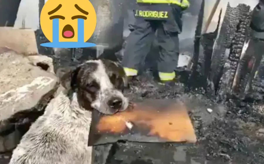 lomito_llora_hogar_incendiado