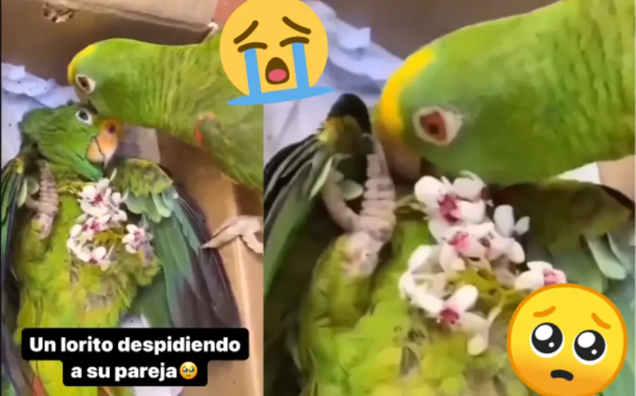 loro-monogamo-portada