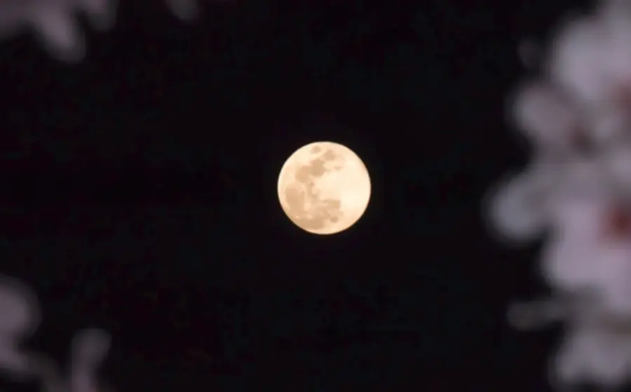 luna-flores_0